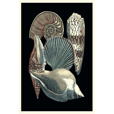 Seashell Anthology II - Wrapped Canvas Painting