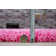 Esterly Pink Shaggy Rug