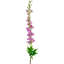 Tiges Delphinium-86731932