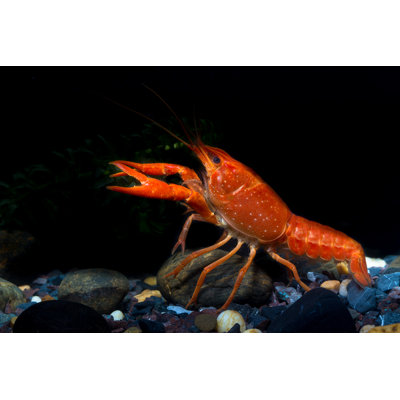 Mexican Orange Crayfish by SirWat - Wrapped Canvas Print