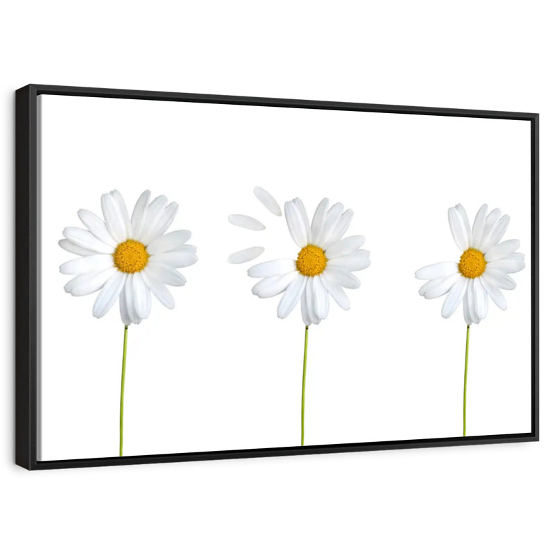 Marguerites plumées, Cadre flottant noir, 43 po x 29 po