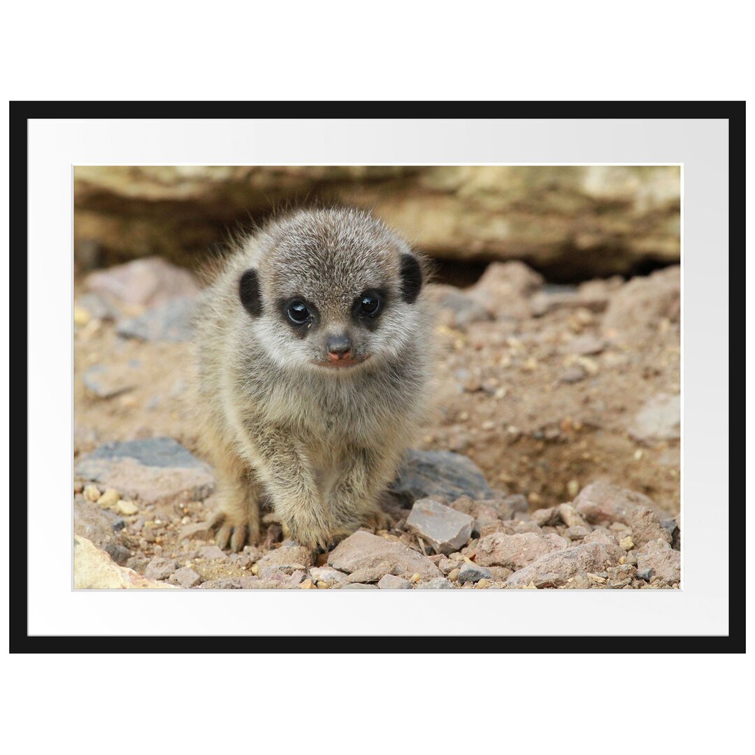 Gerahmtes Wandbild Erdmännchen zwischen Steinen