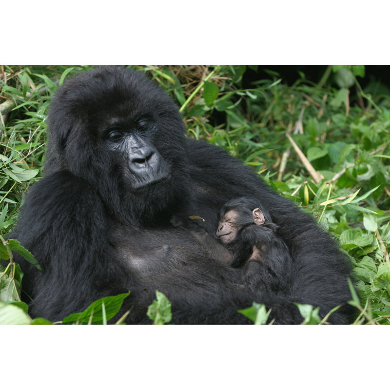 Mountain Gorilla - Wrapped Canvas Print, 81cm H x 122cm W x 3.8cm D