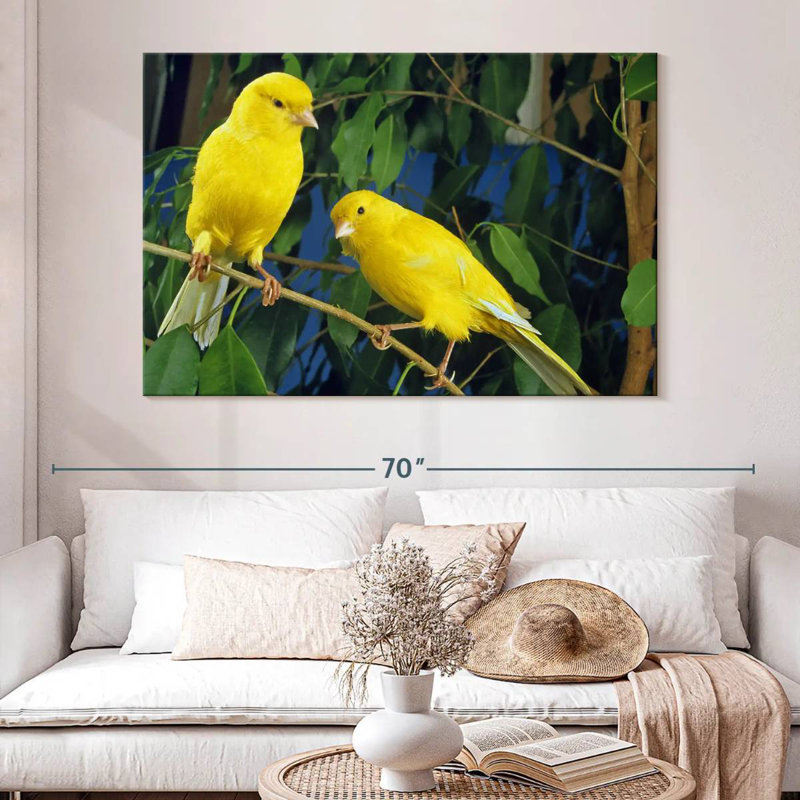 Canari Brampt, H 34 po x l 51 po