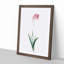 Corn Lily in Pink by Pierre-Joseph Redoute - Picture Frame Painting Print-55510411-55510412