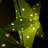 LED Fold-Flat 5-Point Star Light Lanterns-68775996-68775999