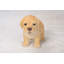 Statue chiot labrador debout-18377157