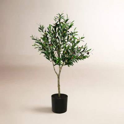 72" Olive Tree in Pot