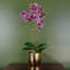 Plant-107235574