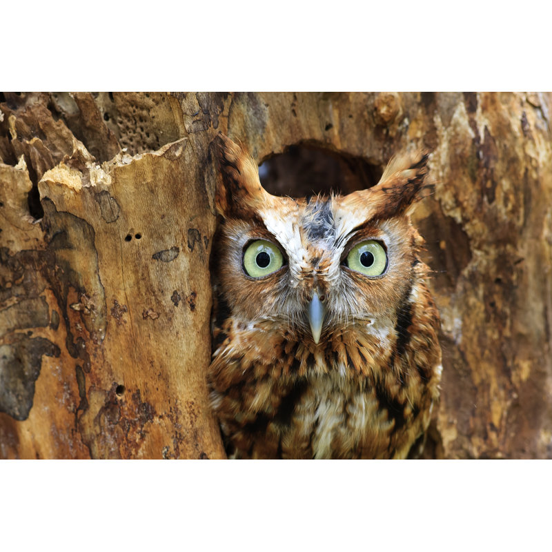 Eastern Screech Owl Perched In A Hole In A Tree by JillLang - Wrapped Canvas Print, 61cm H x 91cm W x 3.8cm D