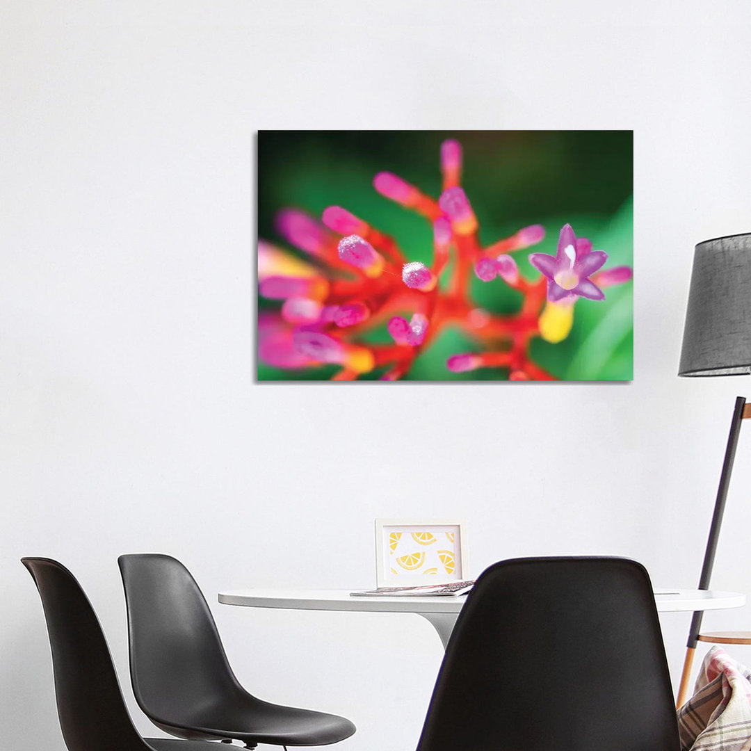 Close Up Of Pink Flower by Glauco Meneghelli - Wrapped Canvas Print