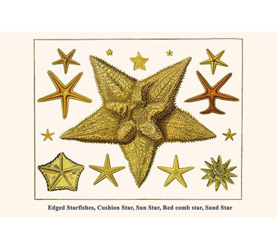 Edged Starfishes Cushion Star Sun Star Red Comb Star Sand Star Graphic Art Print Edged Starfishes Cushion Star Sun Star Red Comb Star Sand Star Graphic Art Print