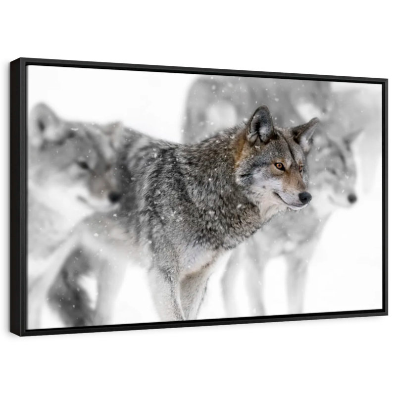 Coyote Band, reproduction sur toile, H 9 po x l 13 po