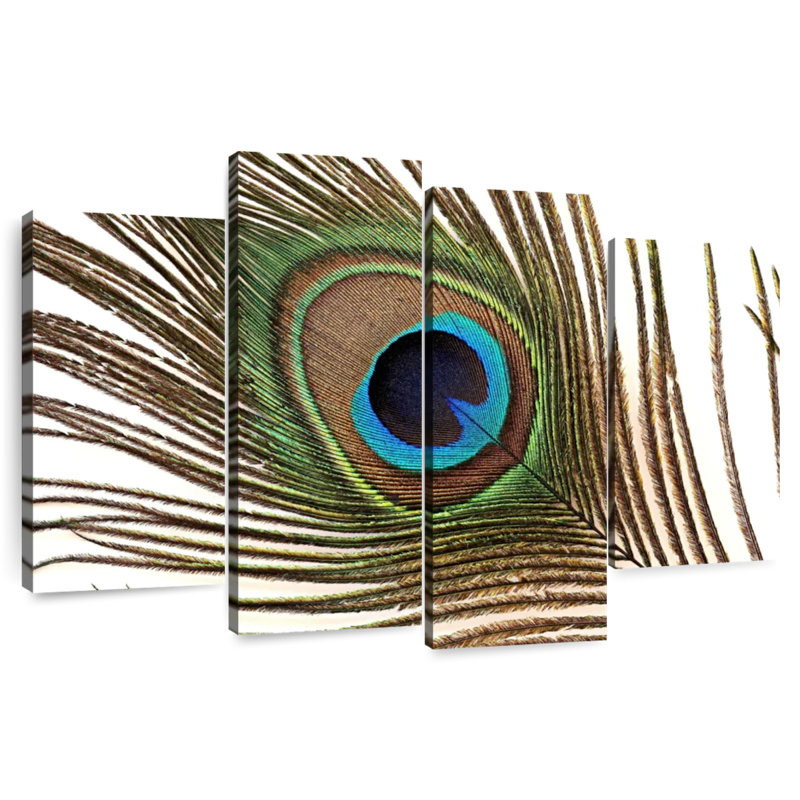 Brampt Peacock Feather, 22" H x 36" W