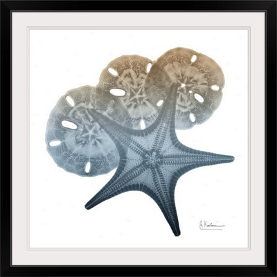 «Steel Hues Starfish and Sand Dollar» par Byer, reproduction de photo
