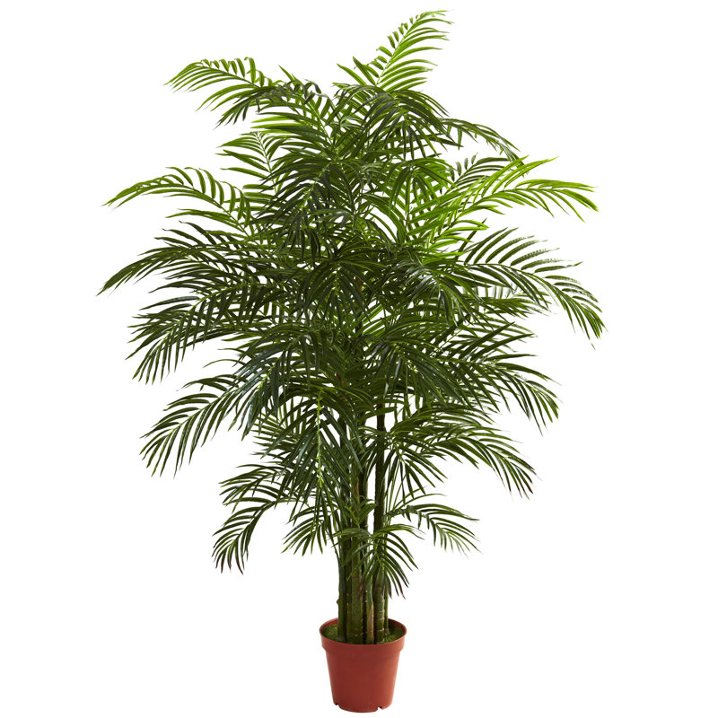 Areca Palm Tree in Pot, 78" H x 60" W x 45" D