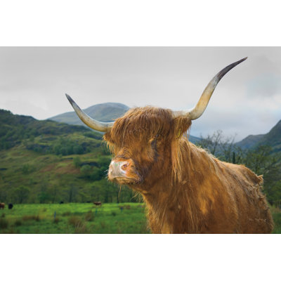 Bouvier écossais Highland V