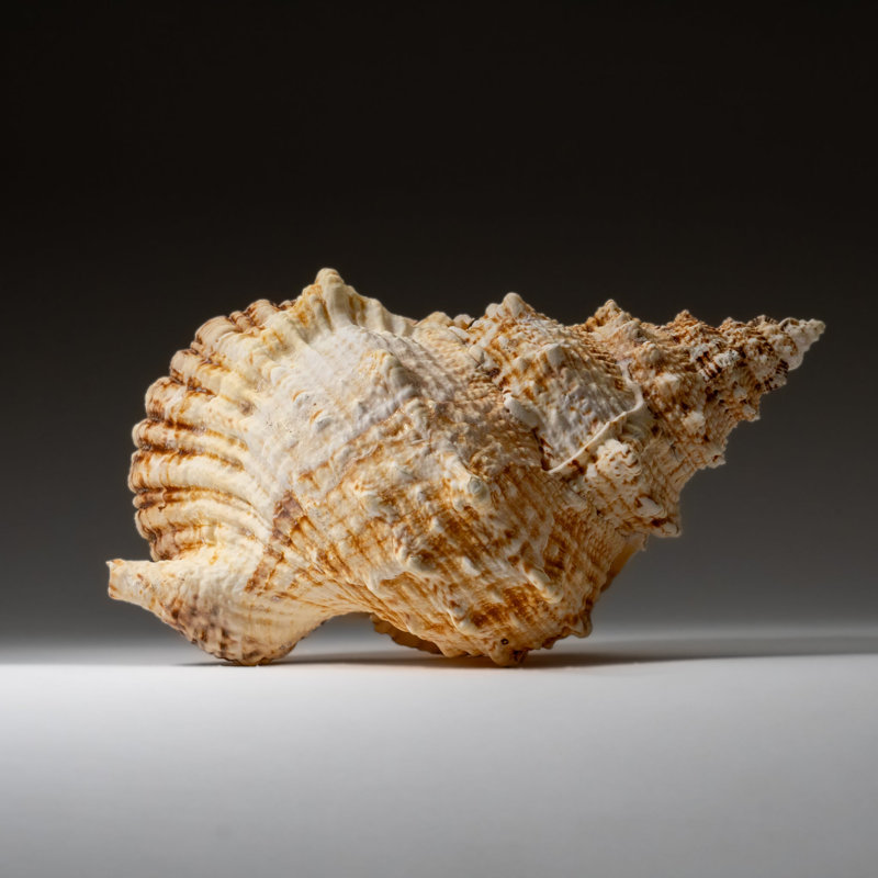 Genuine Murex Shell (1.7 Lbs)