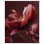Merlot Blush Blossom II Print by Oliver Gal-1574049426-1574049431