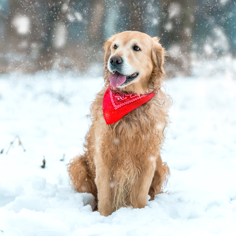 Golden Retriever Walk In The Park by Anna Om - Wrapped Canvas Print, 30cm H x 46cm W x 3.8cm D