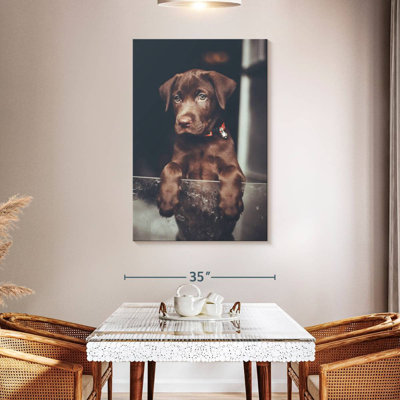 Brampt Chocolate Labrador Puppy