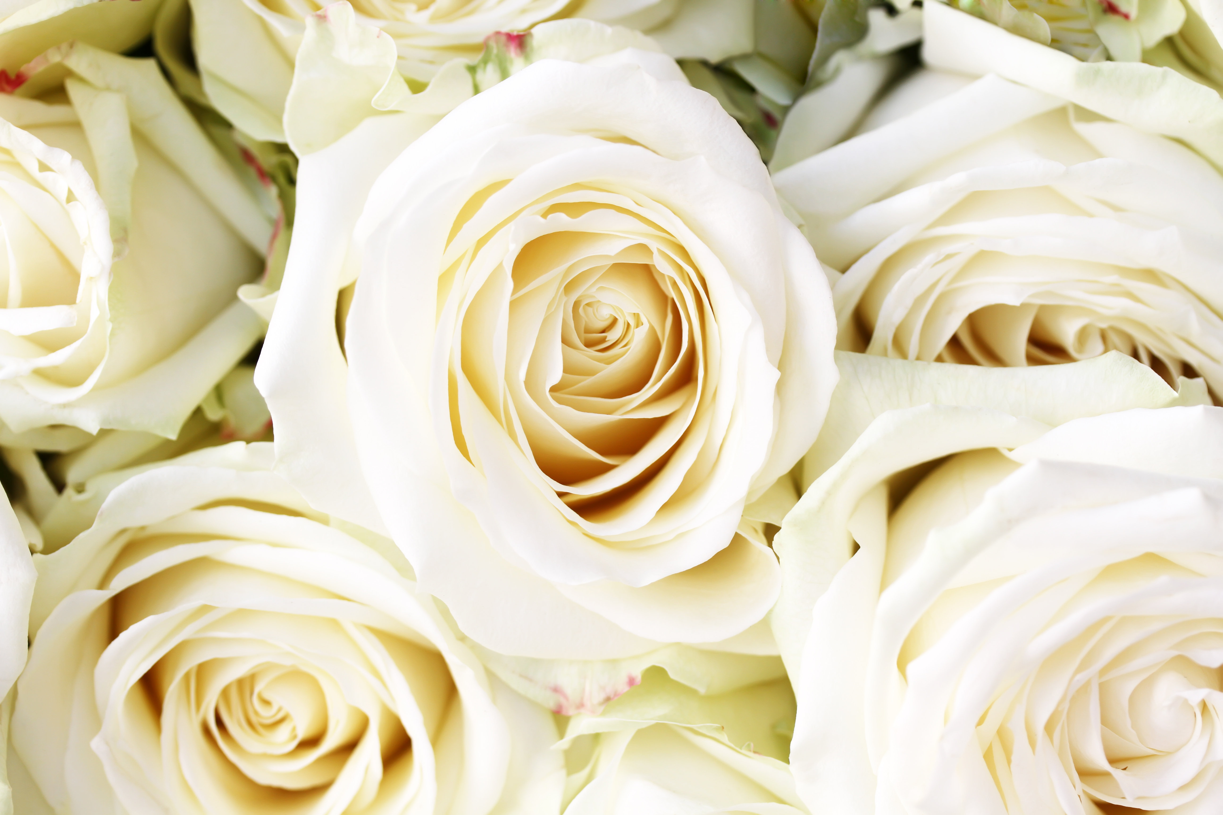 House of Hampton® White Roses - Wrapped Canvas Photograph | Wayfair