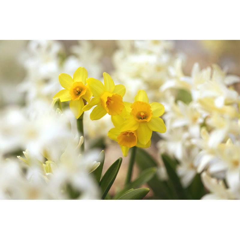 Narcissus - Wrapped Canvas Print, 30cm H x 46cm W