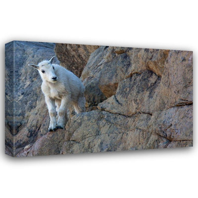 Wild, Jamie and Judy Art: WA, Alpine Lakes Wilderness, Ingalls Lake area, Kid (baby) goat on cliff