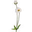 Coquelicot d'été + bourgeon 29 po -853245134