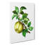 Green Apple by Pierre-Joseph Redoute - Wrapped Canvas-55360233