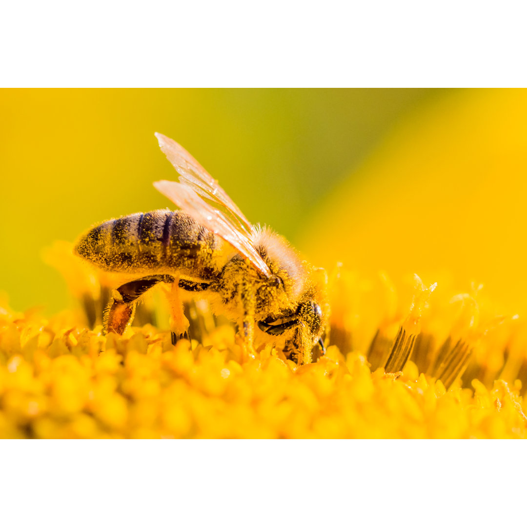 Leinwandbild Honigbiene, bedeckt mit gelbem Pollen, sammelt Nektar in einer Blüte