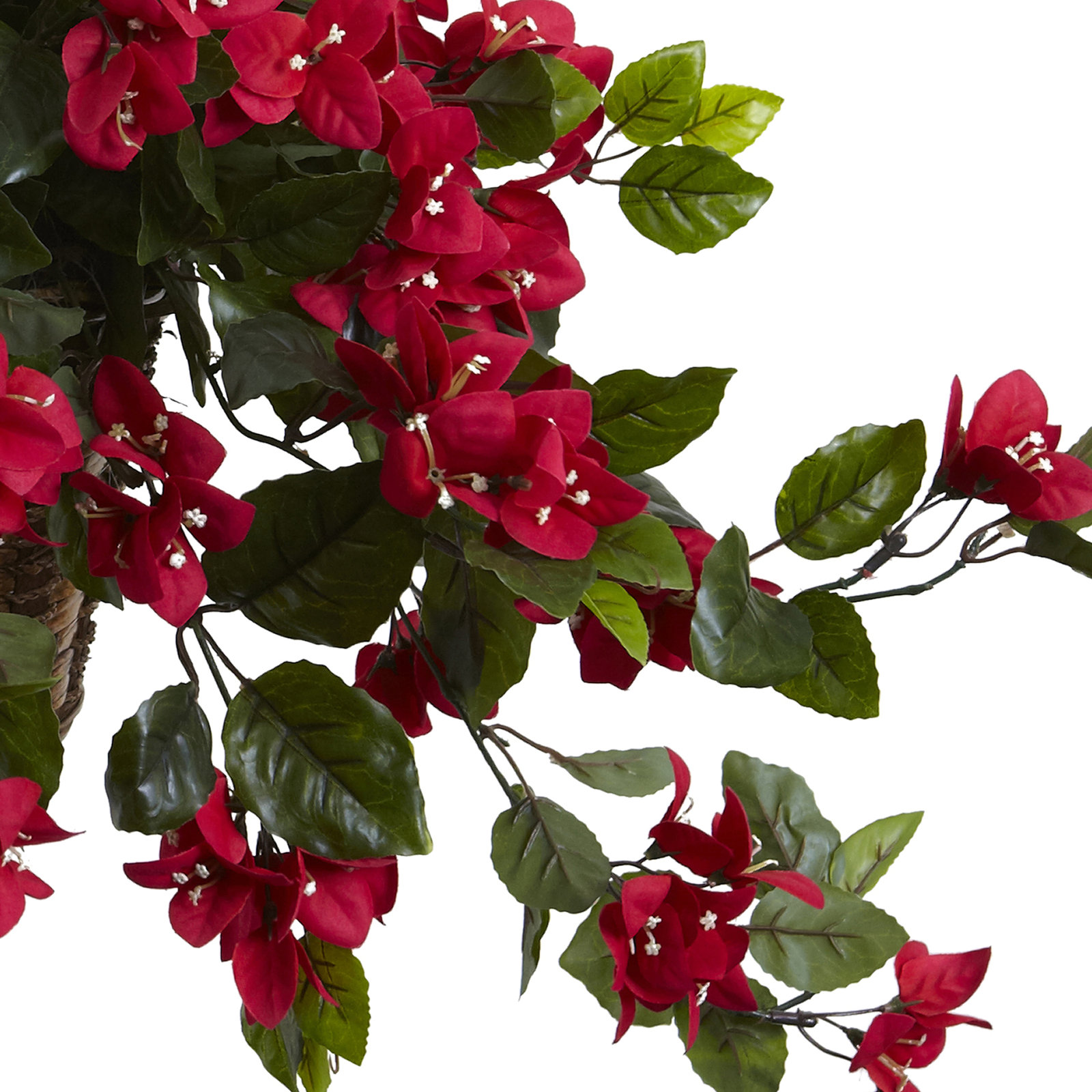 UV Resistant Bougainvillea Hanging Basket, Red