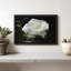 Impression sur toile Dewdrops On White Rose-102858802