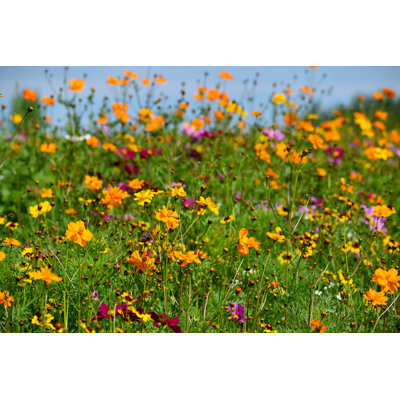 " Wildflower Field "