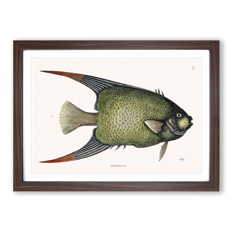 Angel Fish by Mark Catesby - Single Picture Frame Painting, Walnut Framed, 24cm H x 33cm W x 2cm D