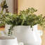 Maidenhair Drop-in 18"