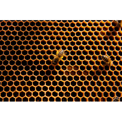 Cinya abeilles et nid d'abeille sur toile par Kostik2