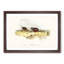 Chinese Quail by Elizabeth Gould - Picture Frame Painting Print-55546001-55546002