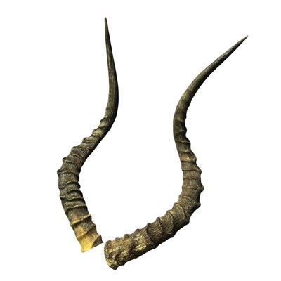 Real Impala Horn Set (2 Horns/Left And Right)