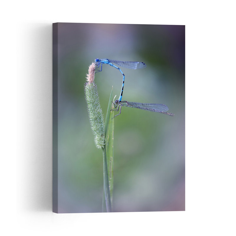 Blue Damselfly Love Delicate Serene Tranquil Animal Nature Wall Art Print 1 Piece Wrapped Canvas Wall Art