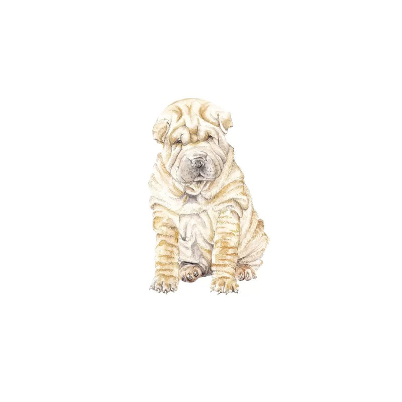 Shar Pei by Wandering Laur - Wrapped Canvas Gallery-Wrapped Canvas Giclée, 30.48cm H x 20.32cm W