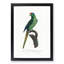 Red-Crowned Parakeet by F. Levaillant - Picture Frame Painting Print-55598162-55598160