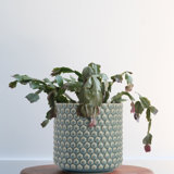 Round Stoneware Planter Pot with Polka Dots