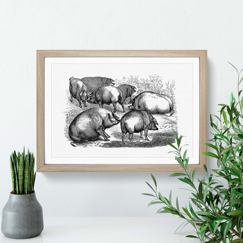 Pigs Illustration in Black and White - Framed Print, 36cm H x 48cm W x 2cm D, Oak Framed