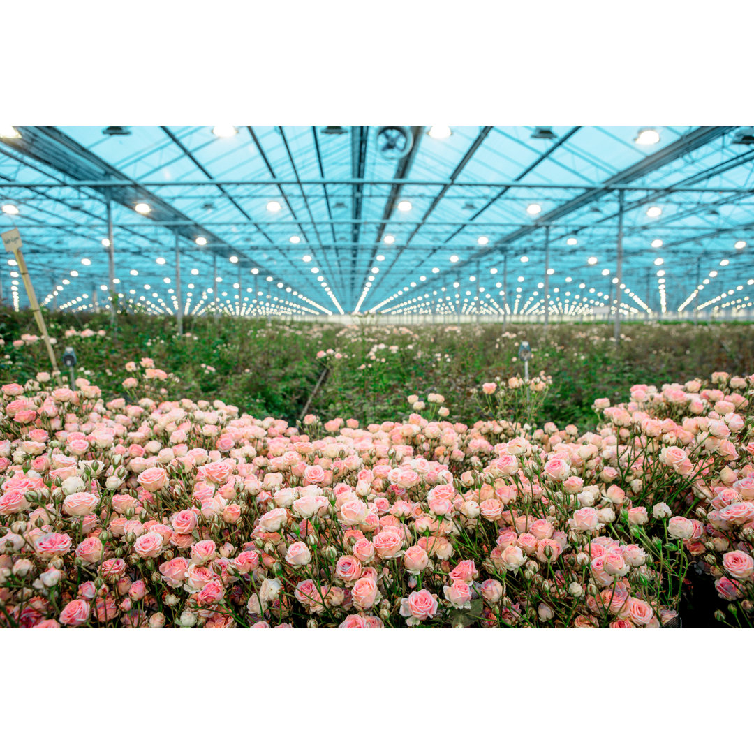 Rose Greenhouse von Lorado - Druck auf Leinwand ohne Rahmen