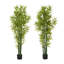 Ensemble de plantes Nadia-132797842-132797843