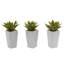 Plante agave artificielle 4 po en pot