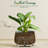 Ceramic Plant Pots 4.1+5.1+6.5 inch-1341610156