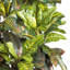 Bambou artificiel Croton en pot-23856924