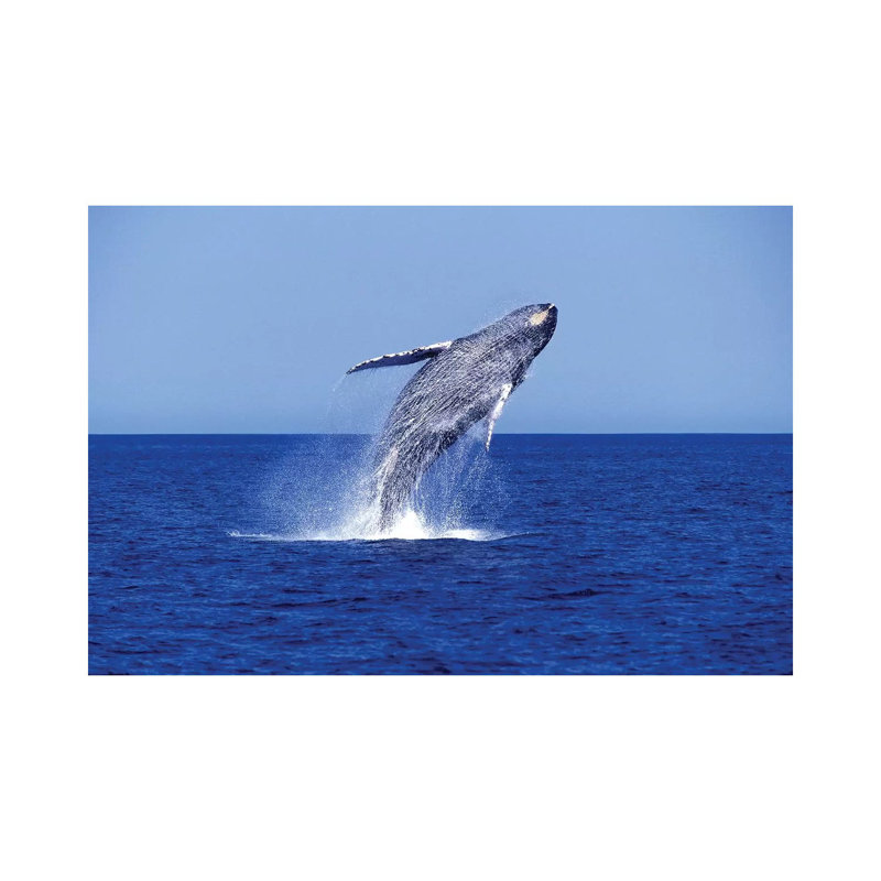 Humpback Whale Breaching in the Lower Gulf of California, Mexico 1 Piece Wrapped Canvas Wall Art